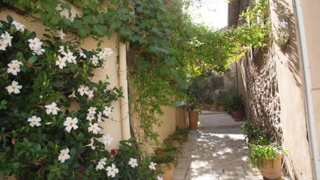 Old-flowery-streets-in-Gassin-french-village-vegetation-on-facade-sun-flare